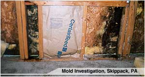 Mold Investigation